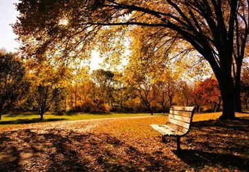 banco en medio del parque en otoño